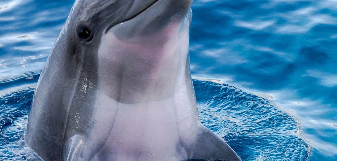 Quisque faucibus ex sapien vitae